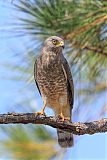 Roadside Hawk